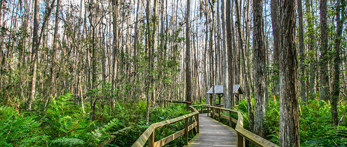 everglades national park