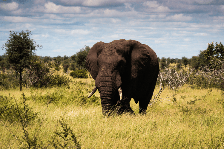 An elephant in Kruger National Park